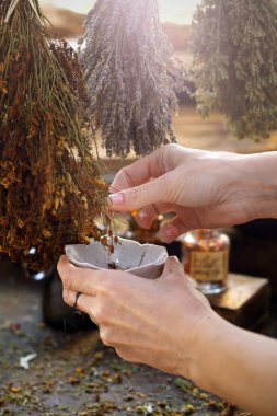Herbal medicines. The herbalist collects dried St. Johns wort to prepare a herbal medicine. clipart