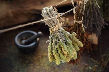 Dried herbs. Sage Lebanese, St. Johns wort and lavender. Herbalist. clipart