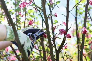 Süs çalılarının bahar budamı. Bitki bakımı.