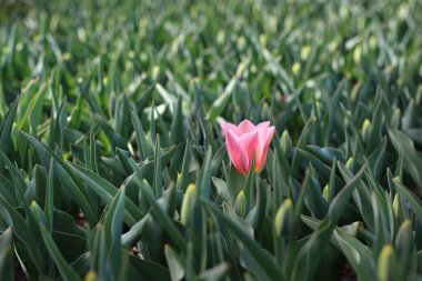 Pembe lale, çiftlikte lale çeşidi. Güzel pembe lale.