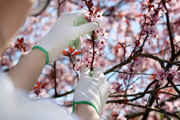 Work in the garden. Spring care for blooming trees — Stock Photo, Image