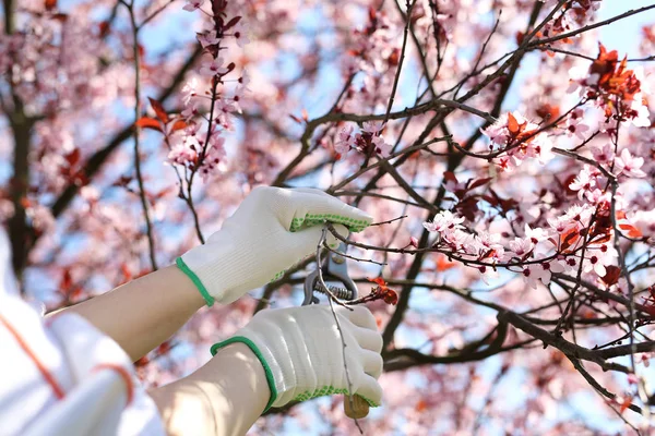 Jarní pročištění rostlin. Péče o zahradu v zahradě — Stock fotografie