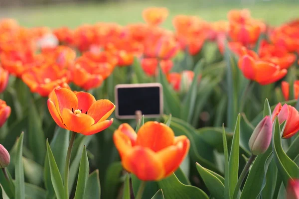 Tulipes rouge-jaune sur un lit de fleurs. Fleurs de printemps — Photo