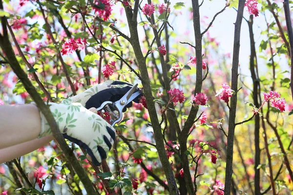 Primavera en el jardín, poda de arbustos. Cuidado de plantas . —  Fotos de Stock