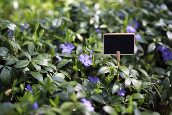 Periwinkle común, planta de cobertura de suelo de hoja perenne. Jardinería —  Fotos de Stock