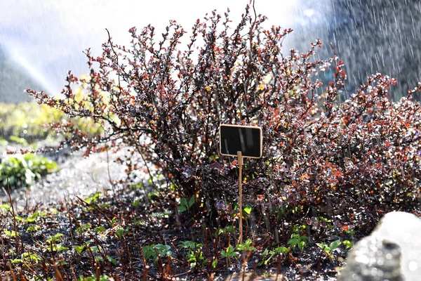 Sträucher im Garten gießen, lila Strauch in Regentropfen. — Stockfoto