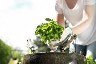 Bir tencerede otlar dikmek. Bahçe içinde kadın bitkiler yeşil fesleğen bitkiler.
