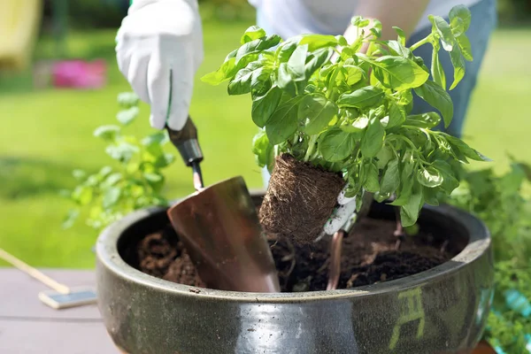 Hierbas Frescas Jardinero Planta Hierbas Una Hierba Jardín — Foto de Stock