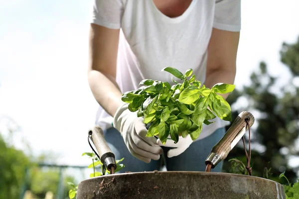 Plantation Plantes Dans Jardin Beau Jardin Verdoyant — Photo