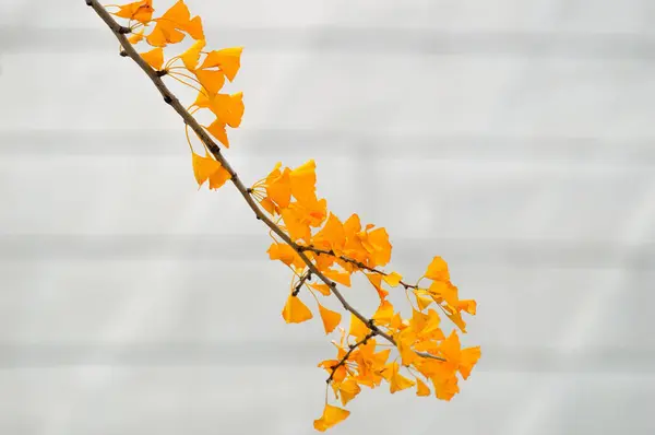 Gelbe Lebendige Blätter Herbst Der Mitte Des Bildes Mit Weißem — Stockfoto