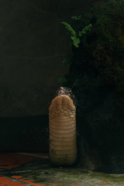 Ядовитая королевская кобра в зоопарке
