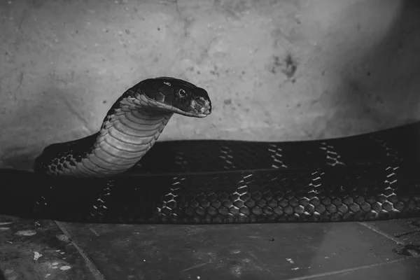 Δηλητηριώδες King Cobra Στο Ζωολογικό Κήπο — Φωτογραφία Αρχείου
