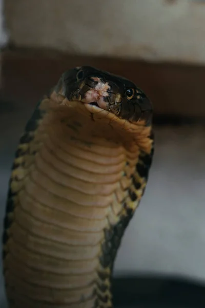 Venomous King Cobra Zoo — Stock Photo, Image