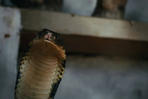 Rei Venenoso Cobra Zoológico — Fotografia de Stock