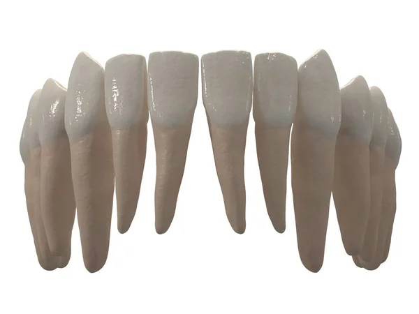 取り外し可能な歯列矯正器具は 保持のための歯列矯正治療後に使用されます 3Dレンダリング — ストック写真