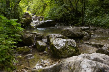 Polonya 'daki Low Tatras' ta Homole Vadisi.