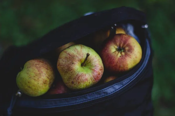 Apple is the fruit of the eponymous tree, a popular worldwide garden culture.