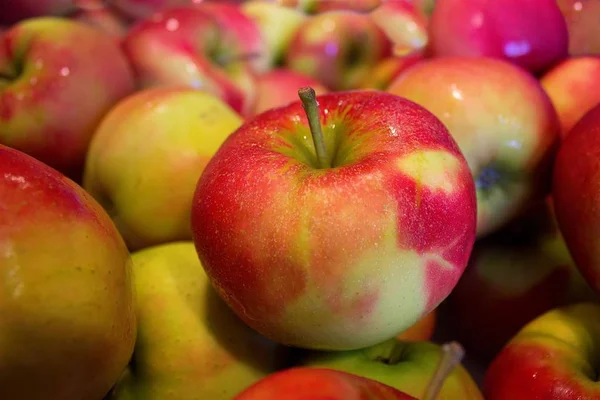 Apple is the fruit of the eponymous tree, a popular worldwide garden culture.