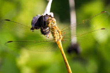 yusufçuk bir şube, makro fotoğraf, yaz