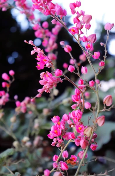 Exotic pink wine flowers in soft light airy spray of small blooms in spring light.