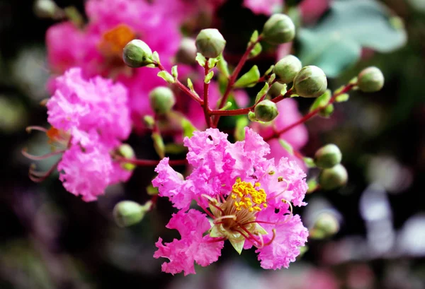 Exotic pink tropical flowers closeup in soft light airy spray of small blooms in spring light.