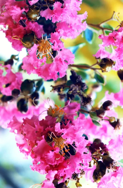 Exotic pink tropical flowers closeup in soft light airy spray of small blooms in spring light.