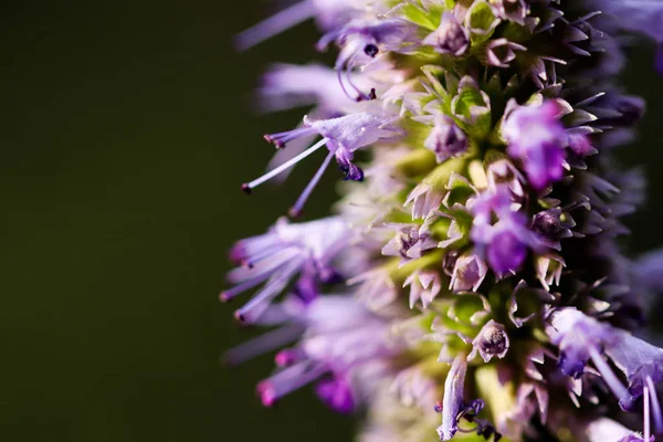 Lilac Prairie blazing star flowers as well called Liatris pycnostachya in macro closeup. Beautiful forest wild blooms.