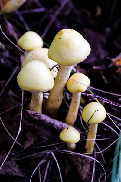 Honey fungus family in the autumn, botany. Armillaria shrooms macro growing on the wood bark. — Stock Image Honey fungus family in the autumn, botany. Armillaria shrooms macro growing on the wood bark. Stock Picture