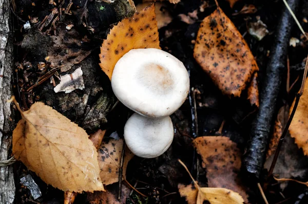 Wild mushroom texture on the tree. Highly detailed fungus and moss in the outdoors forest.