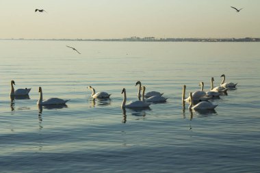 bir sürü kuğu kıyıya yakın