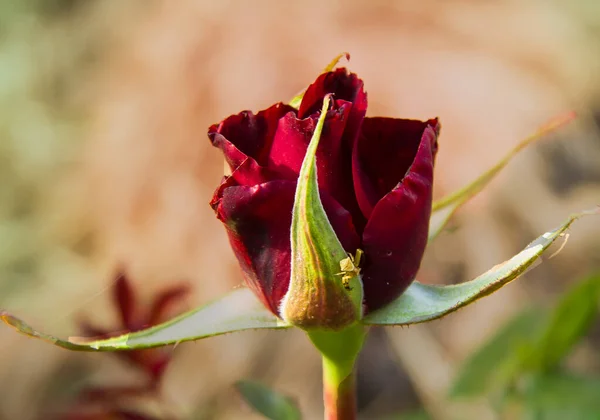 Kleine Spinne Auf Einer Roten Rose — Stockfoto