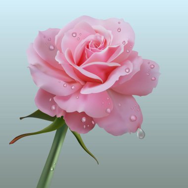 Beyaz arka planda, vektör çizim gerçekçi pembe gül 