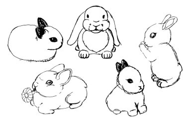 tavşan kümesi. siyah kalem çizimlerle