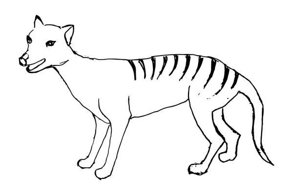 Wilk Tasmański Wilk Workowaty Masajski Grawerowane Ilustracja Drzeworycie Scratchboard Stylu — Wektor stockowy