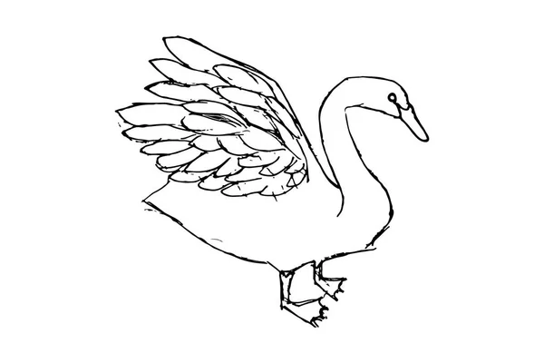 Cisne Tierno Aislado Sobre Fondo Blanco — Vector de stock