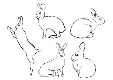 yabani tavşan kümesinde farklı pozlar beyaz arka plan üzerinde izole