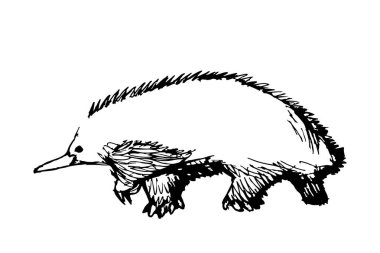 Beyaz arka plan üzerinde izole dikenli karıncayiyen çizim