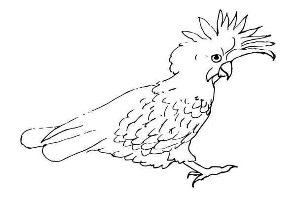 Cockatoo Disegno Isolato Sfondo Bianco — Vettoriale Stock