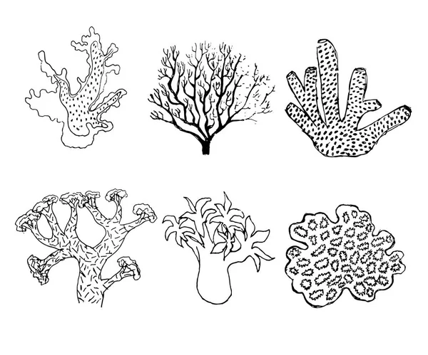 さまざまな種類のサンゴのスケッチ セット — ストックベクタ