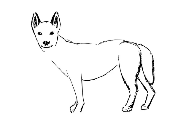 Dingo Lub Australijski Dingo Lub Canis Lupus Dingo Vintage Grawerowanie — Wektor stockowy