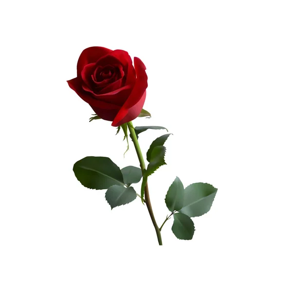 Rose Rouge Avec Des Feuilles Vertes Sur Une Longue Tige — Image vectorielle