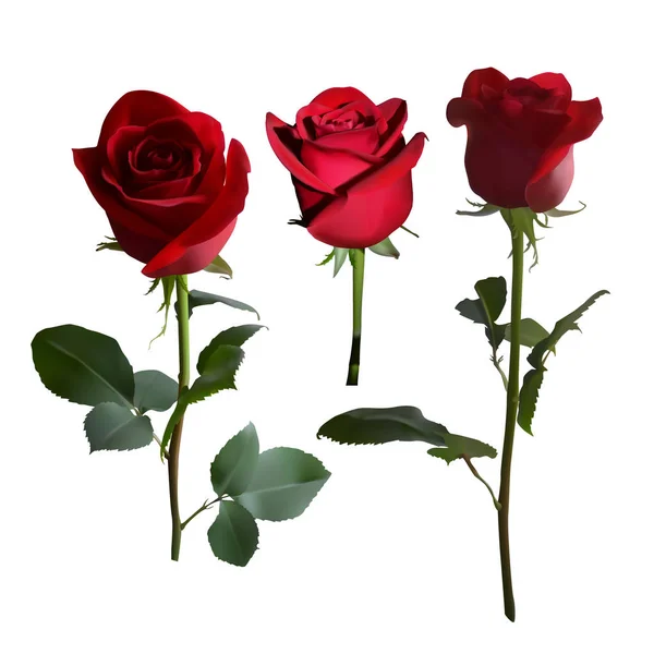 Tres Rosas Rojas Tallos Largos Con Hojas Verdes Diferentes Ángulos — Archivo Imágenes Vectoriales