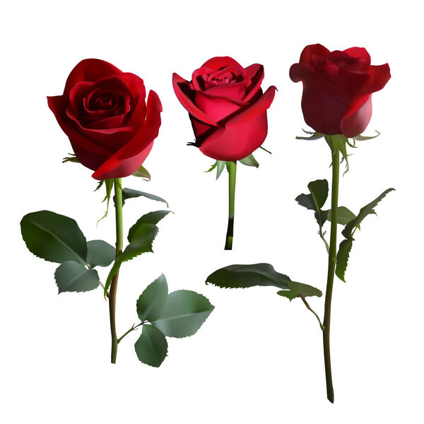 Three red roses on long stems with green leaves in different angles on white background. 