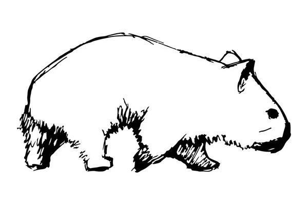 Estilo Wombat Sketch Isolado Fundo Branco — Vetor de Stock