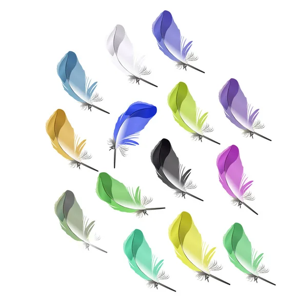 Plumas Detalladas Coloridas Del Pájaro Aisladas Sobre Fondo Blanco — Vector de stock