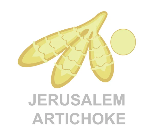 Ilustração Vetor Alcachofra Jerusalem Conceito Vegetal Colorido Alimentos Frescos — Vetor de Stock