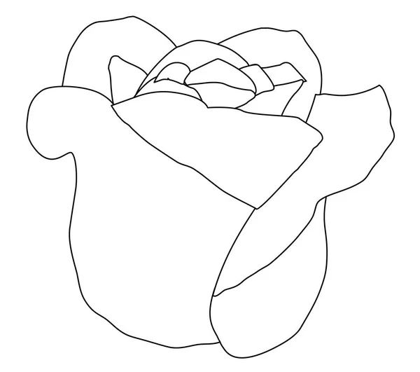 Rosa Brotes Blancos Rosas Línea Negra — Vector de stock