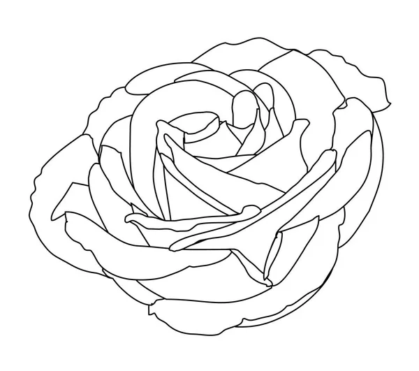 Rose White Buds Roses Black Line — Stock Vector