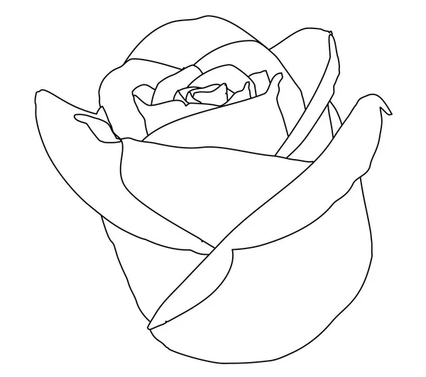 Růže Bílá Poupata Růží Černá Čára — Stockový vektor