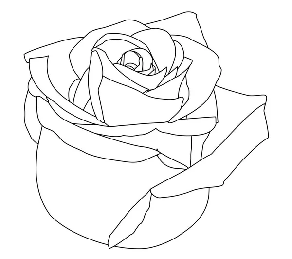 Rosa Weiße Knospen Von Rosen Schwarze Linie — Stockvektor